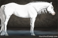 Horse Color:Chocolate Palomino Pearl Onyx Appaloosa