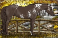 Horse Color:White Spotted Liver Chestnut 