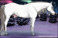 Horse Color:Liver Chestnut Frame Appaloosa 