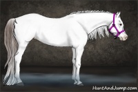 Horse Color:Liver Chestnut Frame Appaloosa 