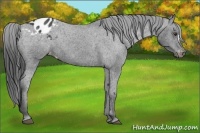 Horse Color:Liver Chestnut Appaloosa 