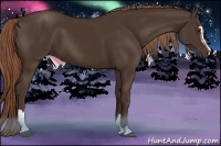 Horse Color:Liver Chestnut Sabino 