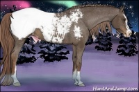 Horse Color:Liver Chestnut Sabino Appaloosa 
