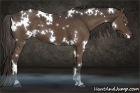 Horse Color:White Spotted Liver Chestnut Sabino 