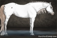 Horse Color:Liver Chestnut Appaloosa 