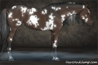 Horse Color:White Spotted Liver Chestnut