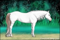 Horse Color:Bay Dun Appaloosa 