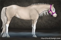 Horse Color:Chocolate Palomino Pearl Sabino