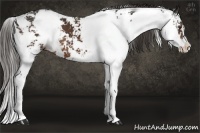 Horse Color:Liver Chestnut Sabino 