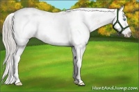 Horse Color:Chocolate Palomino Pearl Sabino Splash 