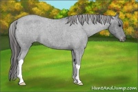 Horse Color:Blue Roan Appaloosa