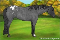 Horse Color:Blue Roan Appaloosa 