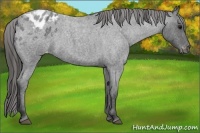 Horse Color:Blue Roan Appaloosa 