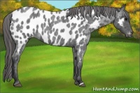 Horse Color:Blue Roan Near Leopard 