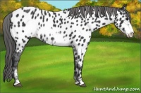 Horse Color:Black Sabino Frame Near Leopard 