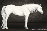 Horse Color:Cremello Dun 