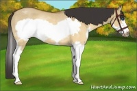 Horse Color:Brown Dun Splash Frame Rabicano