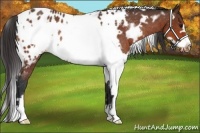 Horse Color:White Spotted Bay Frame Appaloosa Rabicano 