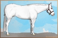 Horse Color:Black Frame Appaloosa 