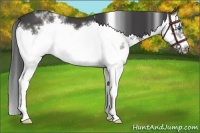 Horse Color:White Spotted Smoky Black Splash Frame 