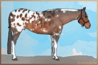 Horse Color:White Spotted Bay Tobiano Appaloosa