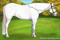 Horse Color:Chestnut Sabino Frame Varnish 