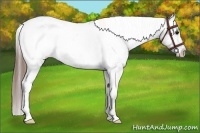 Horse Color:White Spotted Grullo Appaloosa Rabicano