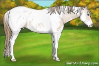 Horse Color:Bay Splash Tobiano Appaloosa Rabicano