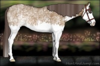 Horse Color:White Spotted Liver Red Dun Sabino Splash