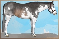 Horse Color:Brown Sabino Splash Rabicano