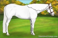 Horse Color:Palomino Splash Appaloosa Rabicano