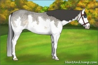 Horse Color:Buckskin Roan Splash 