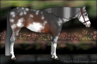 Horse Color:Brown Sabino Splash Frame Rabicano