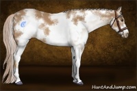 Horse Color:White Spotted Palomino Frame Rabicano 
