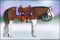 Horse Color:Bay Splash 