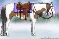 Horse Color:Buckskin Splash Tobiano