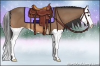 Horse Color:Buckskin Splash 