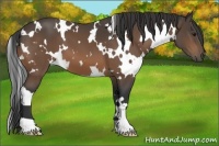 Horse Color:White Spotted Buckskin
