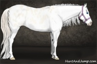 Horse Color:Perlino Roan Dun Splash Appaloosa Rabicano 