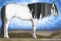Horse Color:White Spotted Grullo Sabino