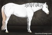 Horse Color:Amber Cream Champagne Tobiano Blanket 