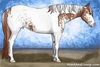 Horse Color:White Spotted Chestnut Tobiano 