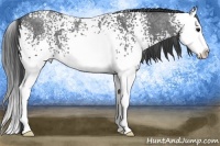 Horse Color:White Spotted Blue Roan Splash