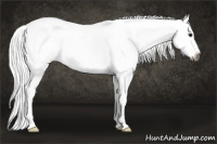 Horse Color:Gray Blue Roan Splash Appaloosa