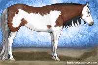 Horse Color:Bay Splash Frame Rabicano