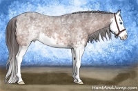 Horse Color:White Spotted Bay Splash Appaloosa