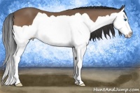 Horse Color:Buckskin Splash 