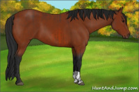 Horse Color:Bay and Gray Bay