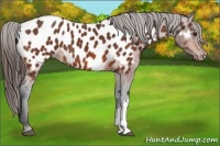 Horse Color:Bay Appaloosa 