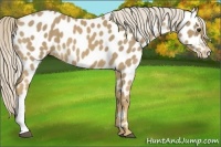Horse Color:Palomino Appaloosa